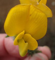 Aspalathus grandiflora