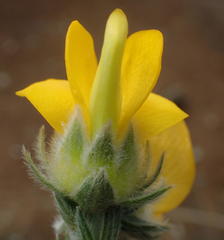 Aspalathus grandiflora