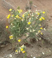 Aspalathus grandiflora