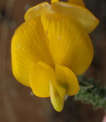 Aspalathus grandiflora