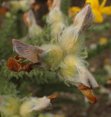Aspalathus grandiflora
