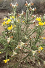 Aspalathus grandiflora