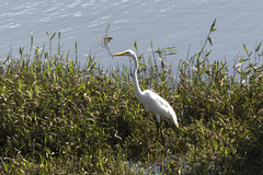 Ardea alba