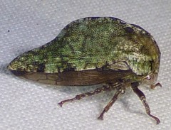 Telamona westcotti