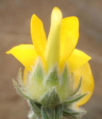 Aspalathus grandiflora