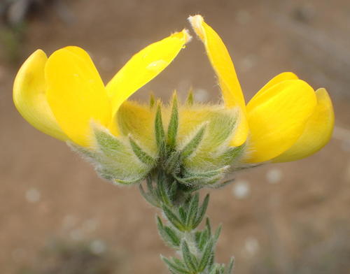 Aspalathus grandiflora