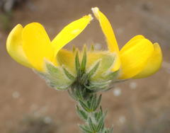Aspalathus grandiflora