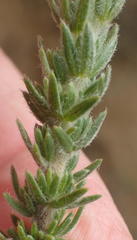 Aspalathus grandiflora