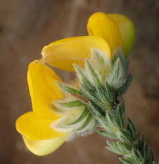 Aspalathus grandiflora