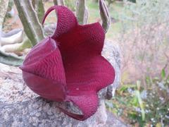 Stapelia leendertziae