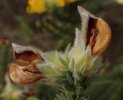 Aspalathus grandiflora