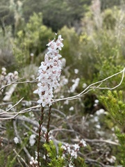 Epacris exserta
