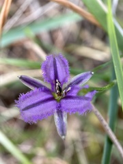 Thysanotus patersonii