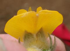 Aspalathus grandiflora