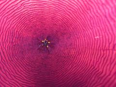 Stapelia leendertziae