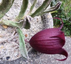 Stapelia leendertziae