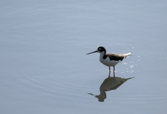 Himantopus mexicanus