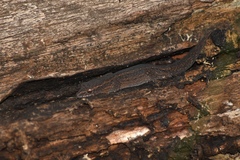 Crenadactylus ocellatus