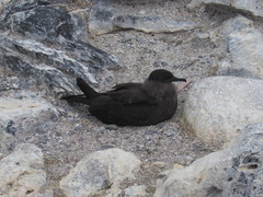 Puffinus nativitatis
