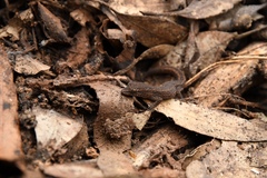 Crenadactylus ocellatus