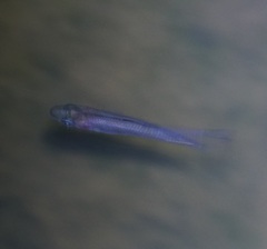 Melanotaenia splendida splendida