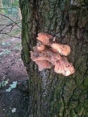Fistulina hepatica