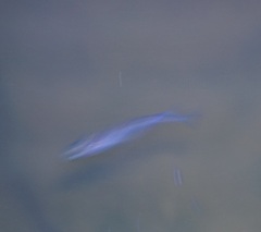 Melanotaenia splendida splendida