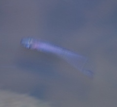 Melanotaenia splendida splendida