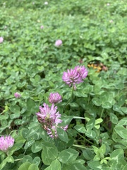 Trifolium pratense