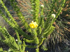 Aspalathus triquetra