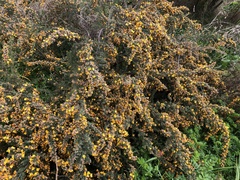 Pultenaea hispidula