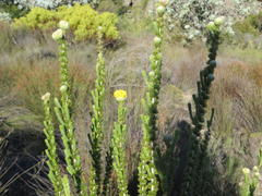 Aspalathus triquetra