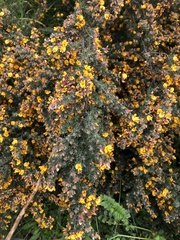 Pultenaea hispidula