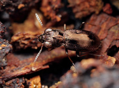 Notiophilus rufipes