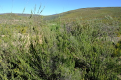Anginon fruticosum