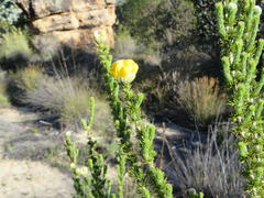 Aspalathus triquetra