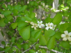 Randia obcordata