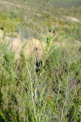 Anginon fruticosum