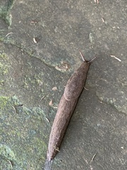 Anadenidae