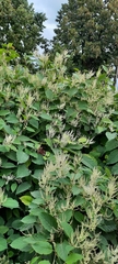 Reynoutria