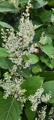 Reynoutria