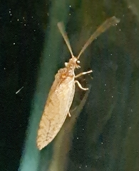 Micromus numerosus
