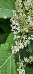 Reynoutria