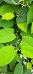Reynoutria
