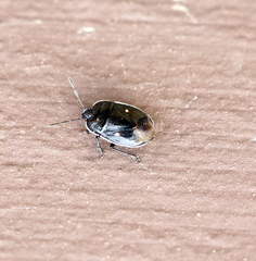 Adomerus biguttatus