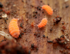 Bilobella