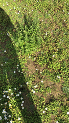 Bellis perennis