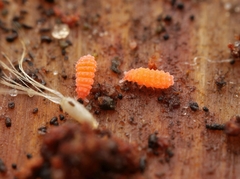 Bilobella