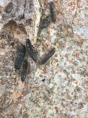 Cerogria janthinipennis