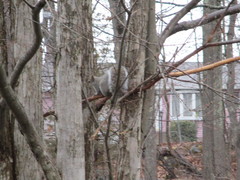 Sciurus carolinensis